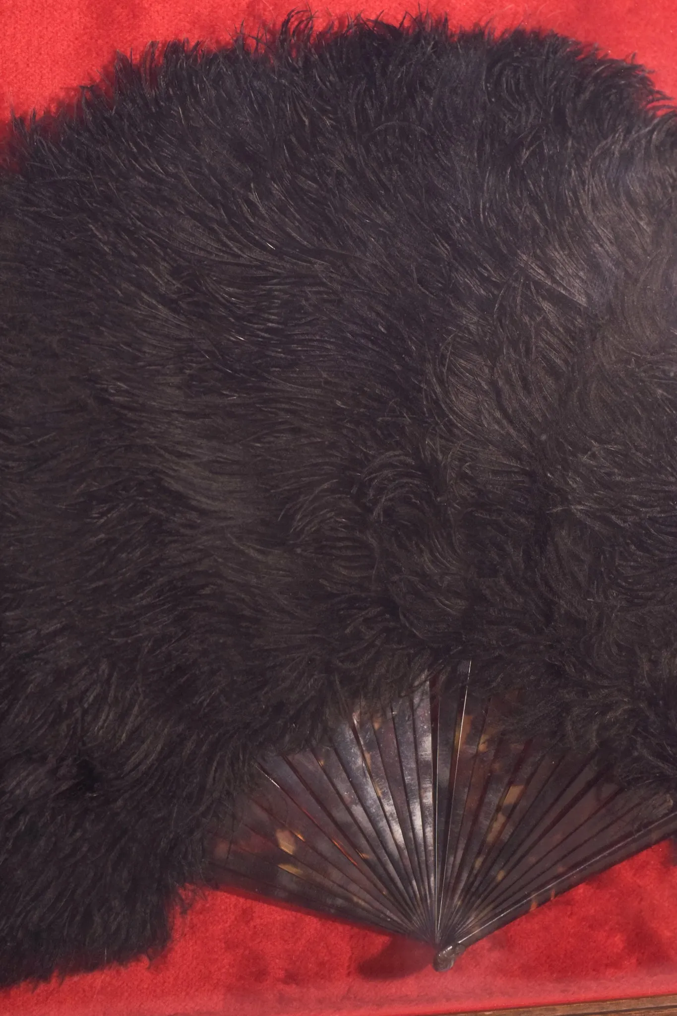 Framed - Ostrich Feather Fan